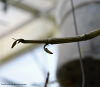 /album/orchideje4/poupe-den-devonianum-jpg/